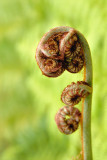 Fern ready to unfurl ~