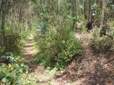 red trail goes up to the right