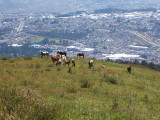 horses along the red trail