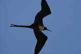 frigate bird in flight, Puerto Ayora