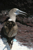 Blue-footed bobby, Isla Mariela Grande