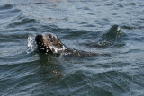 sea lion, Isla Mariela Pequeo