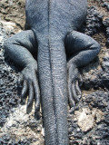 marine iguana tail, Punta Espinosa