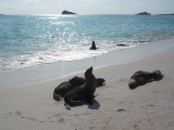 sea lions, Gardner Beach