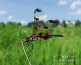 Calico Pennant (female)