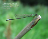 Eastern Forktail (male)