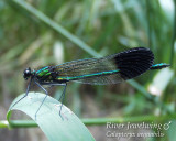 River Jewelwing (male)