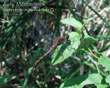 Ruby Meadowhawk (female) [Note eggs at tip of abdomen]