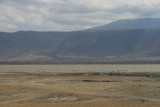 flamingos on Lake Magadis shore