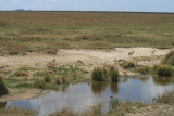 Thompsons gazelles at the Mbalangeti River