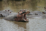 hippo, Mbalangeti River