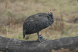 guinea hen