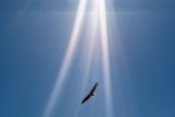 I am the Eagle ...