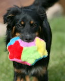 Mattie and the New Ball