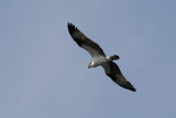 Osprey