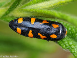 Escaravelho // Metallic Wood-boring Beetle (Ptosima undecimmaculata)
