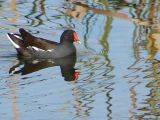 Galinha-dgua // Moorhen (Gallinula chloropus)