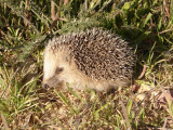 Ourio-cacheiro // Hedgehog (Erinaceus europaeus) /|\ Hedgehog