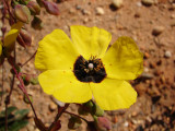 Alcar-do-Algarve // Tuberaria (Xolantha globulariifolia)