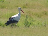 Cegonha-branca // White Stork (Ciconia ciconia)