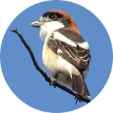 Picano-barreteiro /|\ Woodchat Shrike (Lanius senator)