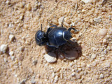 Escaravelhos acasalando  /|\ Beetles mating (Erodius faroensis)