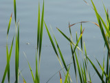 Leaves and Water