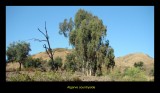 Algarve countryside