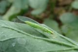  Crisopa /|\ Green Lacewing (Chrysoperla carnea)