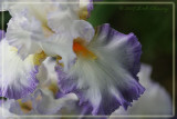 Iris Macro