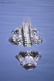 Alligatore