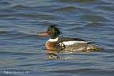 Smergo Minore    (Red-breasted Merganser)