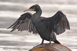 Cormorano (Great Cormorant)