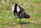 Gallinella dacqua