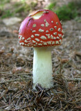 Amanita muscaria