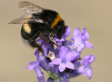 hommel2.jpg