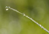 dauwdruppels op gras