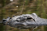 Gator02 - up close and personal