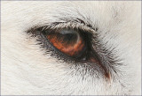 Samoyeds Eye
