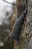 Squirrel in Royal Botanic Gardens