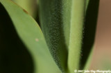 63 : tulip stem, close-up