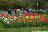 0070 : Tulips