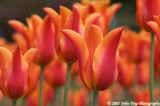 0075 : Tulips