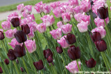 0084 : Tulips