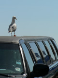 Stretch seagull!