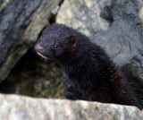 Mink