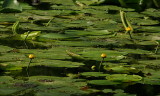 Ropotamo, Yellow Pond Lilie 7670