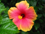 Hibiscus on Maui