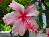 Hibiscus on Key West