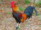 Rooster of Key West